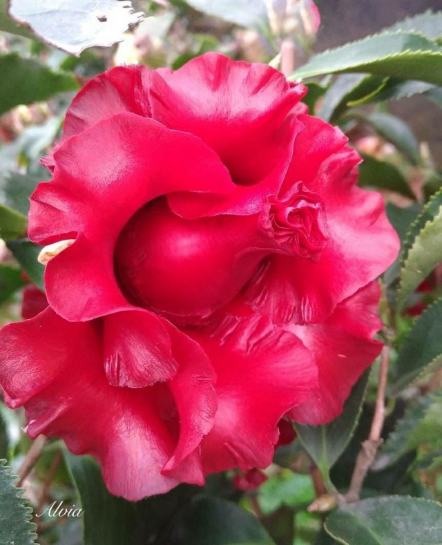 黑魔法-春戀茶花情票選活動-票選最美茶花