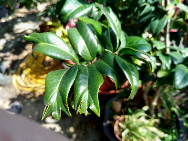 七彩金魚-春戀茶花情票選活動-票選最美茶花