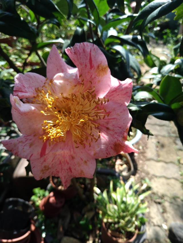 七彩金魚-春戀茶花情票選活動-票選最美茶花