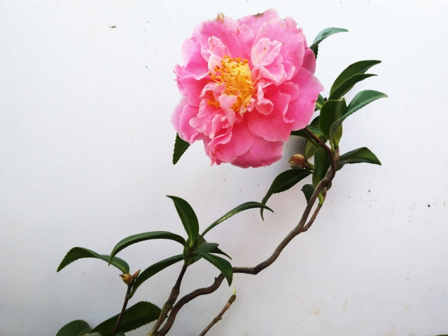 九轉螺絲-春戀茶花情票選活動-票選最美茶花