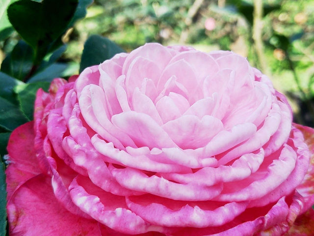 伊莎安妮-春戀茶花情票選活動-票選最美茶花