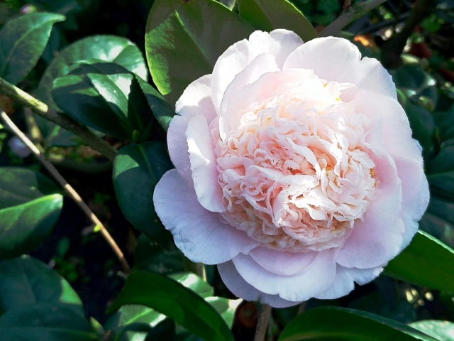 水晶-春戀茶花情票選活動-票選最美茶花