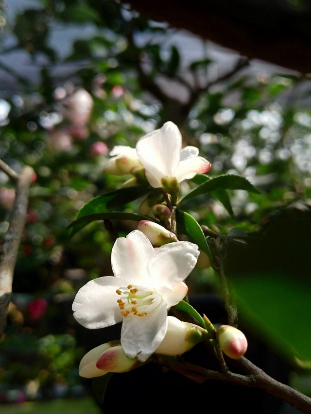 姬-春戀茶花情票選活動-票選最美茶花
