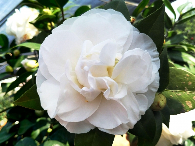 天鵝湖-春戀茶花情票選活動-票選最美茶花