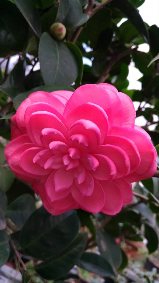 亂世佳人-春戀茶花情票選活動-票選最美茶花