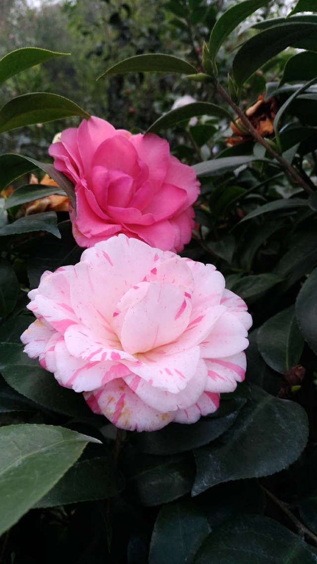 五寶-春戀茶花情票選活動-票選最美茶花