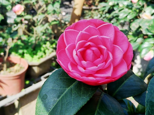 越之乙女-春戀茶花情票選活動-票選最美茶花