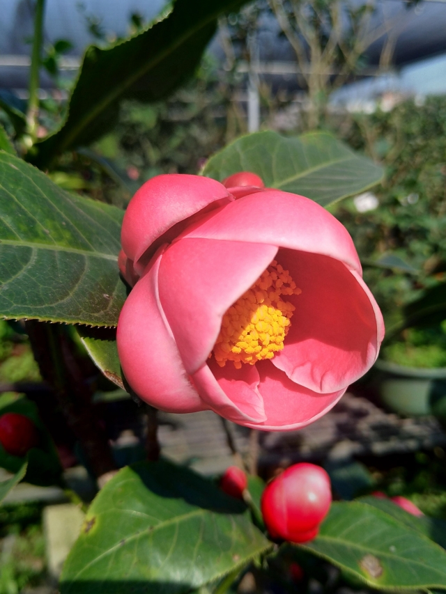 海棠-春戀茶花情票選活動-票選最美茶花