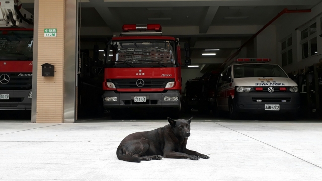 總是陪伴在消防哥哥身邊的波妞-新北市107年校園機關犬網路人氣票選