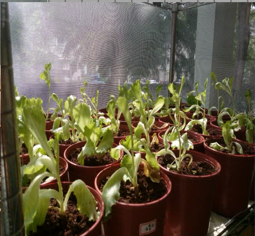 SP14利用蚯蚓轉質有機污泥作為植栽肥料-2018全國循環經濟創意競賽