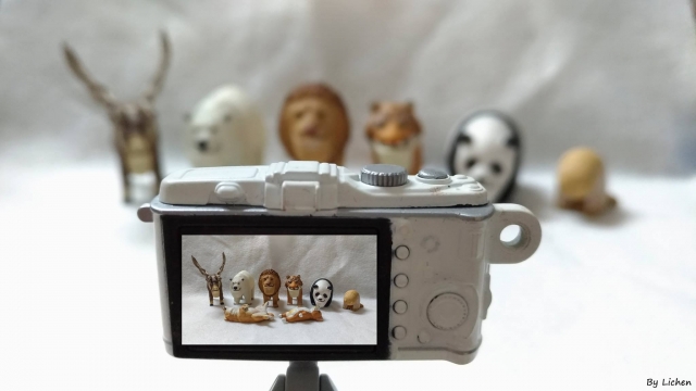 Lichen He-Train’s 高雄巨蛋週年蛋蛋本攝比賽