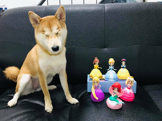 Olaf Yang-Train’s 高雄巨蛋週年蛋蛋本攝比賽