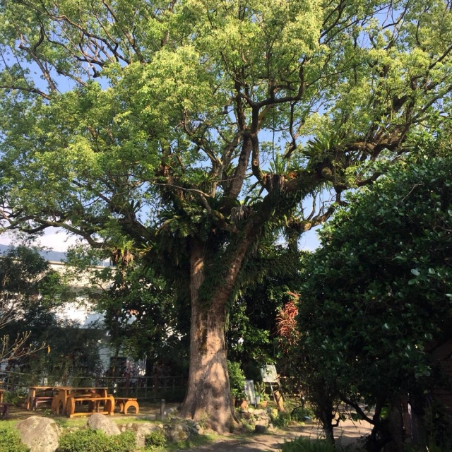 芳草百年樟樹-975玩轉鳳林 必拍打卡景點大解密