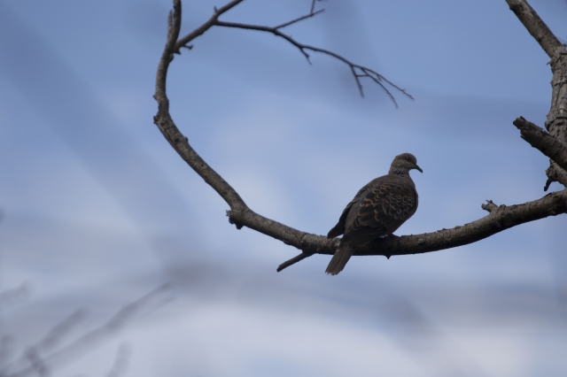 林敏華/鳳鳴高岡-中國文化大學華岡之美攝影比賽