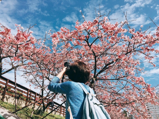 『妳注視著花，我注視著妳』-2019樂活夜櫻季櫻花特派員