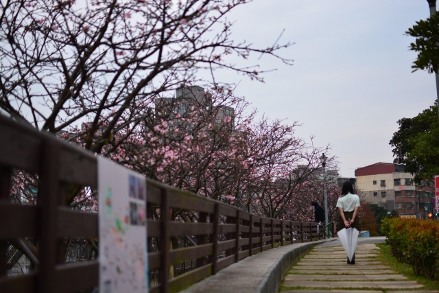 櫻花樹下相約，只為等一人歸-2019樂活夜櫻季告白櫻花攝影大賽