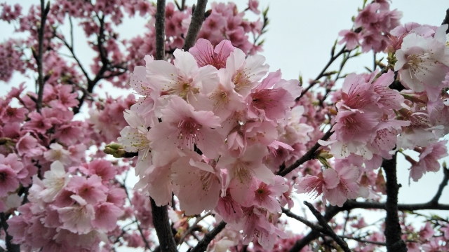 盛開的寒櫻-2019樂活夜櫻季告白櫻花攝影大賽