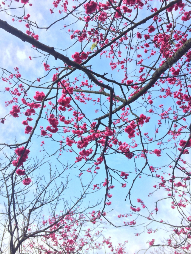 粉綴藍天-2019陽明山花季櫻花紛飛相聚時攝影大賽