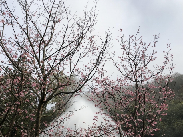 當櫻花遇上噴水池-2019陽明山花季櫻花紛飛相聚時攝影大賽