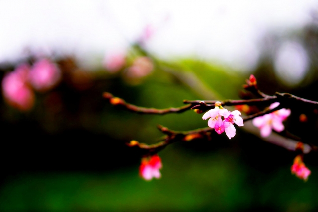 一點櫻-2019陽明山花季櫻花紛飛相聚時攝影大賽