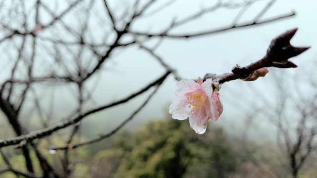 雨 櫻-2019陽明山花季櫻花紛飛相聚時攝影大賽
