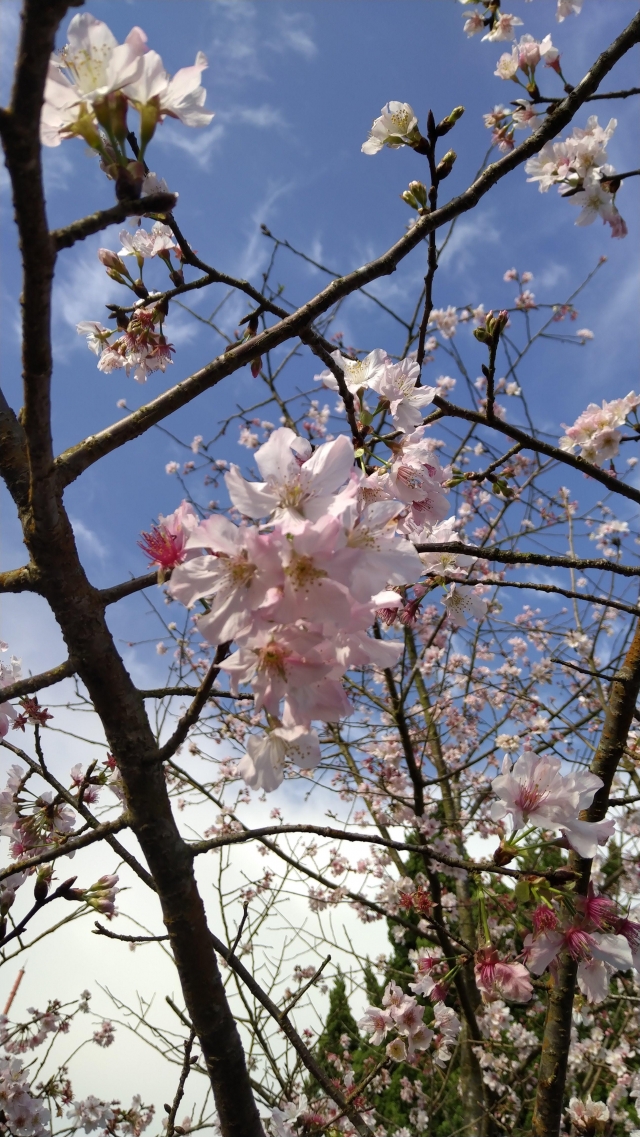 藍天與櫻花-2019陽明山花季櫻花紛飛相聚時攝影大賽