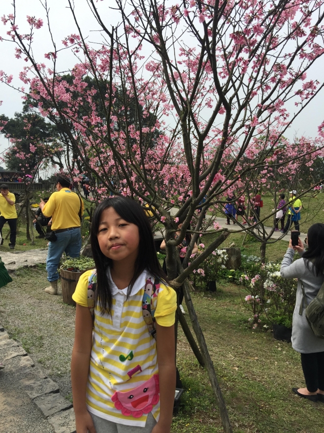 第一次賞櫻-2019陽明山花季櫻花紛飛相聚時攝影大賽