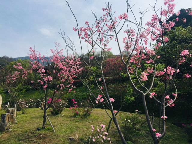 櫻-2019陽明山花季櫻花紛飛相聚時攝影大賽