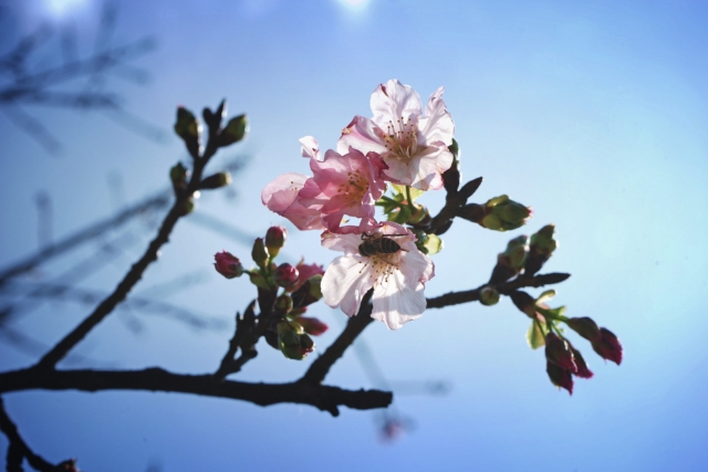 春暖花開-2019陽明山花季櫻花紛飛相聚時攝影大賽