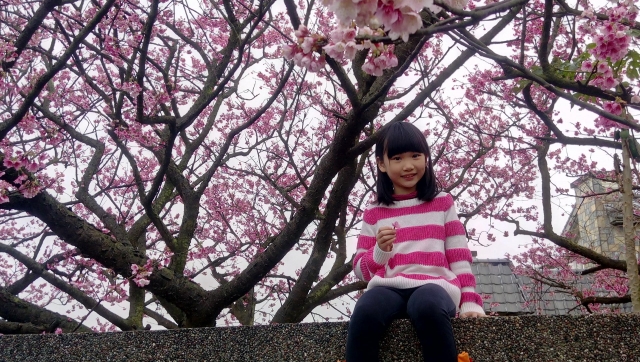 春櫻爛漫下的女孩-2019陽明山花季櫻花紛飛相聚時攝影大賽