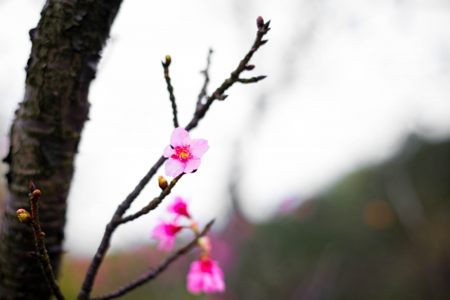 你是我此生見過最美的風景-2019陽明山花季櫻花特派員徵選