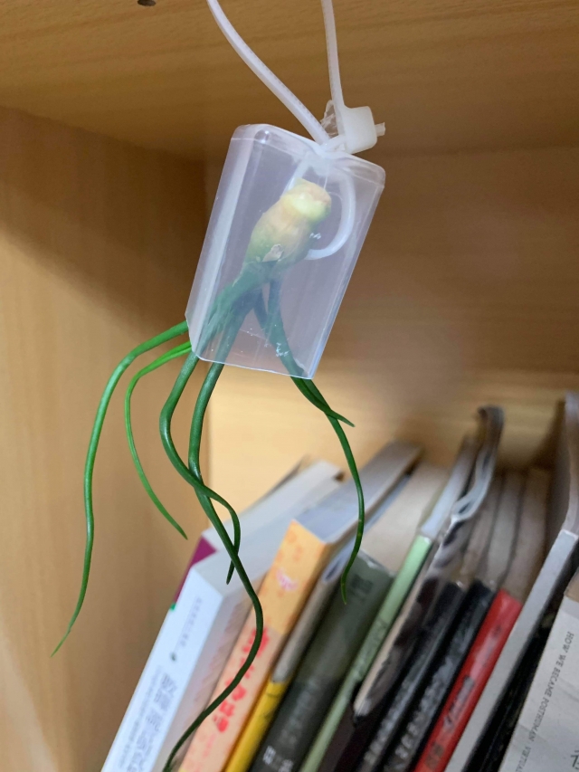 空氣鳳梨掛飾-為了海龜第一屆舊盒新用大賽