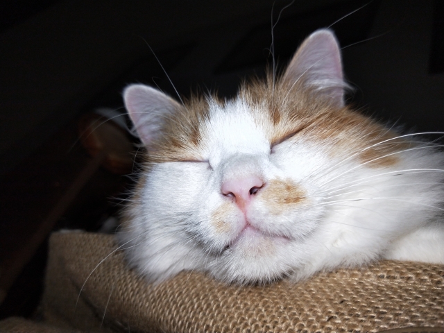 我最愛的懶貓貓——來來-認養系毛孩「毛大神」選拔賽
