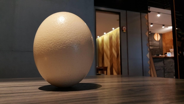 端午立蛋-趣味立蛋