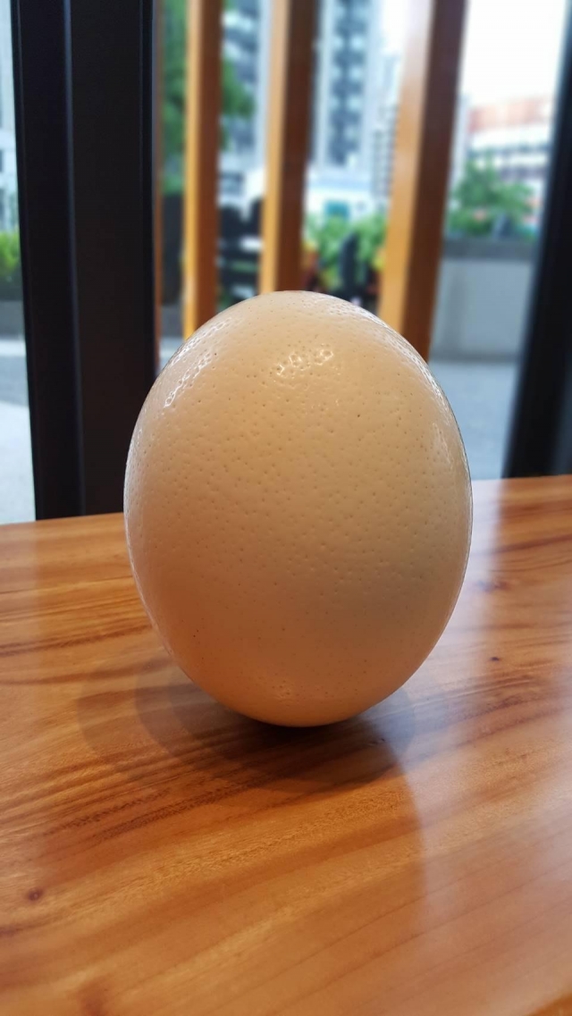 我們來火山岩立蛋！！-趣味立蛋