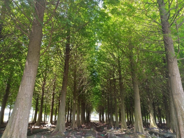 綠精靈-六甲之美~第三屆攝影比賽