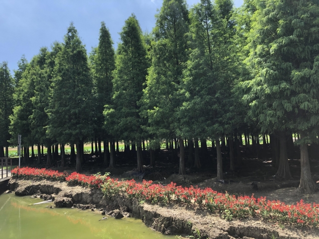 落羽松-六甲之美~第三屆攝影比賽