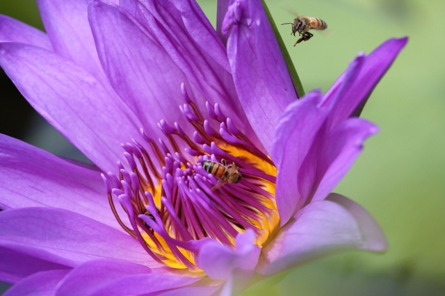 進擊之蜂-六甲之美~第三屆攝影比賽