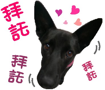 重陽國小浪情甜心～花花與喵喵-新北市108年校園犬影片網路人氣票選活動