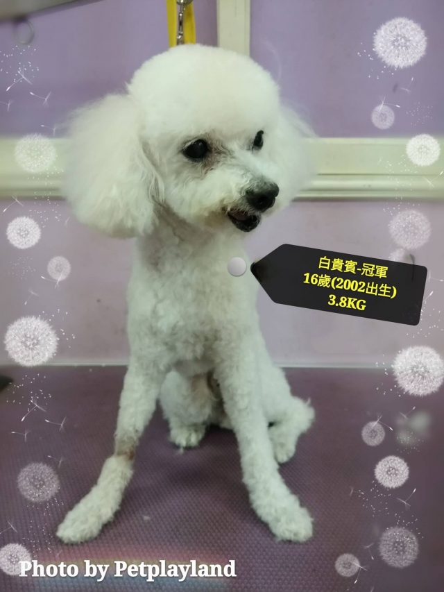 王冠軍的故事(飼主王x威)-不離不棄故事票選活動