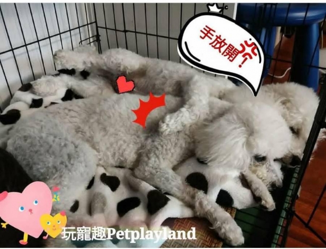 王冠軍的故事(飼主王x威)-不離不棄故事票選活動
