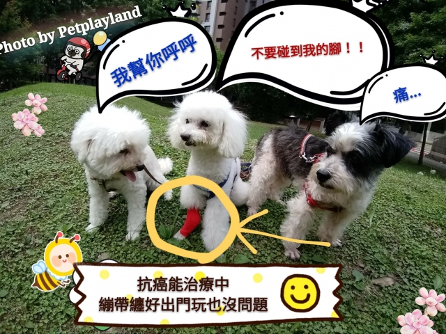 王冠軍的故事(飼主王x威)-不離不棄故事票選活動