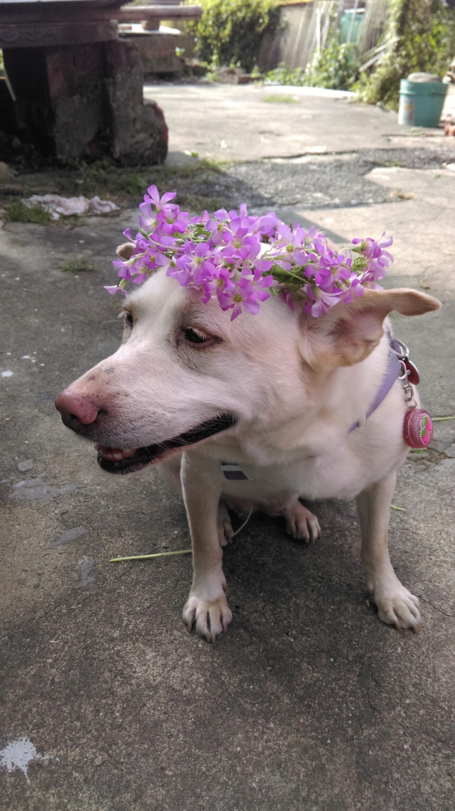 INU(飼主陳X月)-不離不棄故事票選活動
