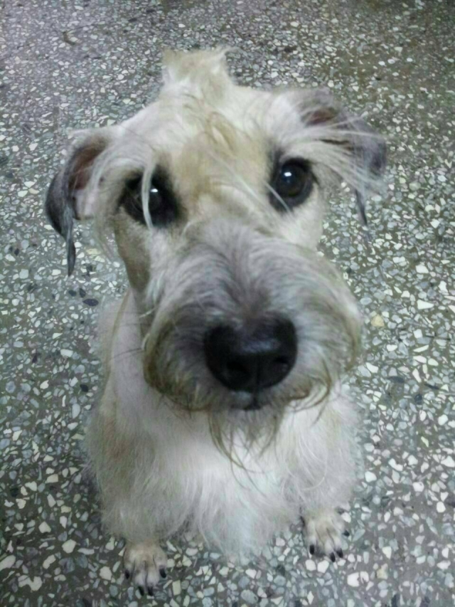 在雨中持續等待 布丁(飼主張x容)-不離不棄故事票選活動