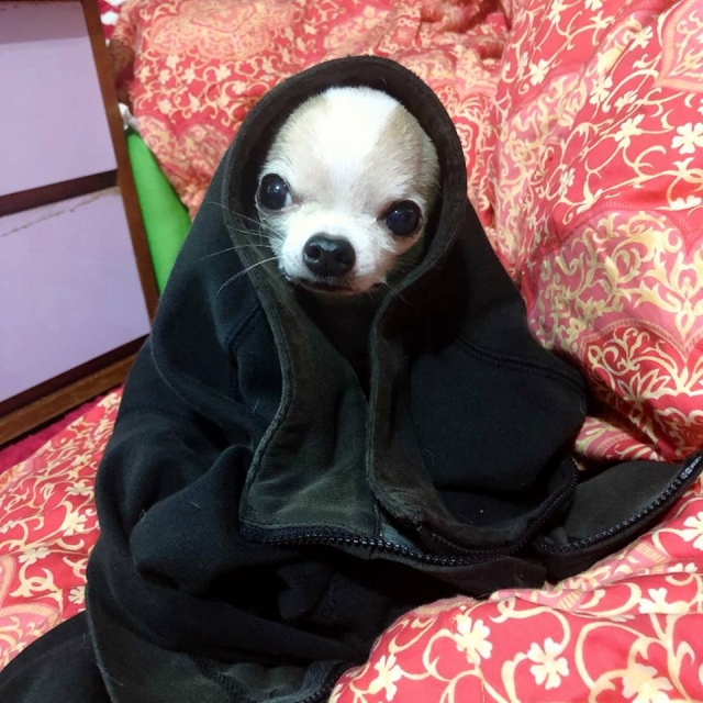 我與仔仔(飼主許X玉)-不離不棄故事票選活動