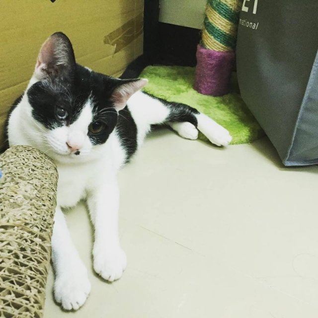 我與劉鼻涕(飼主劉x齊)-不離不棄故事票選活動