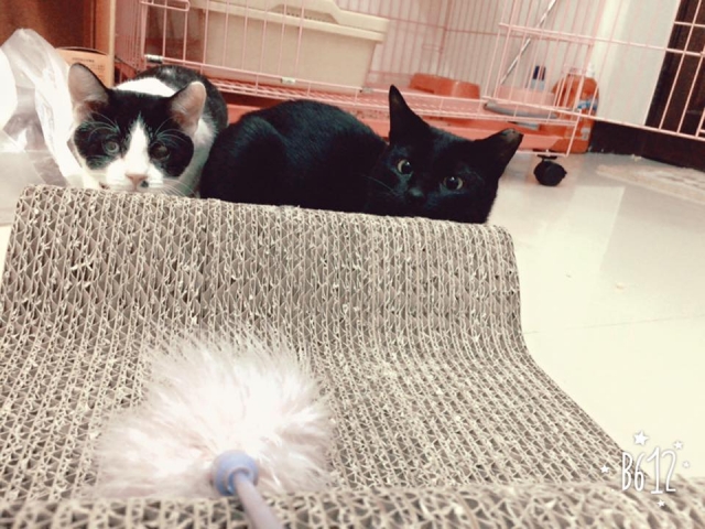 我與劉鼻涕(飼主劉x齊)-不離不棄故事票選活動