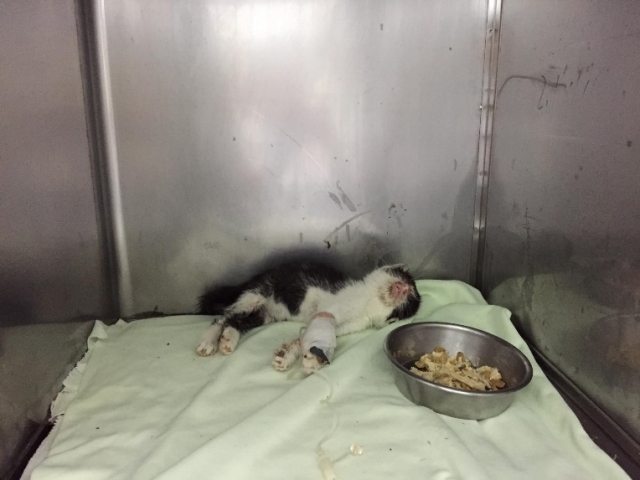 我與劉鼻涕(飼主劉x齊)-不離不棄故事票選活動