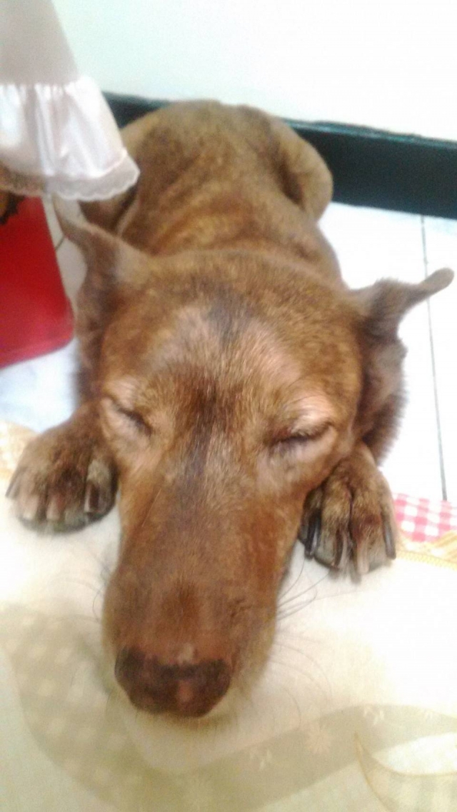 大寶貝(飼主陶X英)-不離不棄故事票選活動
