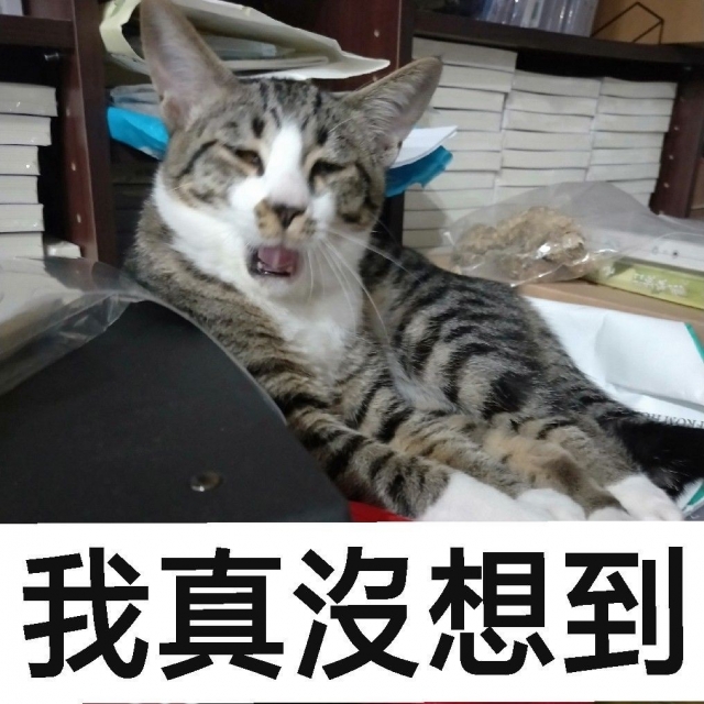 想不到吧-2019毛寶貝幸福耶誕趴 我家也有大明星-寵物明星網路人氣票選